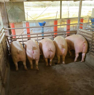 松阪豚　Pig farm