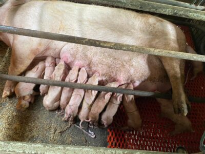 まつぶたpigファーム2